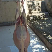 گوسفند گردن خاکستری بختیاری|حیوانات مزرعه|تهران, خواجه نصیر طوسی|دیوار
