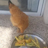 مرغ برهما