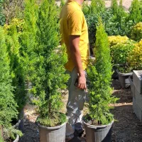 لاوسون طلایی