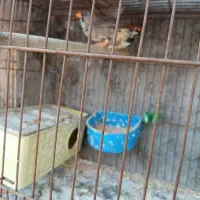 فنچ کینگ درشت  ۶تخمه نطفه دار تضمینی