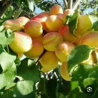 نهالستان اطمینان