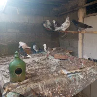 کبوتران پرشی خوش خال|پرنده|دابودشت, |دیوار