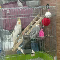 عروس هلندی