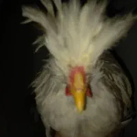 مرغ و خروس سلطان|حیوانات مزرعه|قم, بنیاد|دیوار