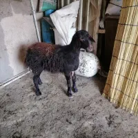 فروش بره ماده