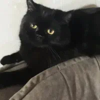 گربه مشکی بریتیش نر