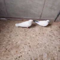 کبوتر|پرنده|نظرآباد, شهرک صنعتی سپهر|دیوار