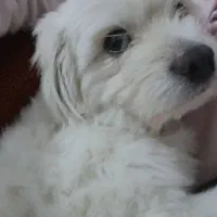 سگ گمشده توروخدا دیدینش بگین