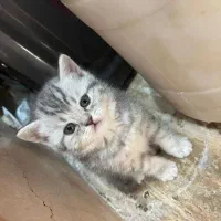 بچه گربه بریتیش اصیل خانگی|گربه|شیراز, معالیآباد|دیوار