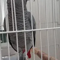 کاسکو پرکلام جمله گو پر صحبت نر ۴ ساله