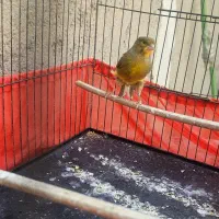 قناری نر خوب|پرنده|اسلام‌شهر, شهرک امام حسین (میان آباد)|دیوار