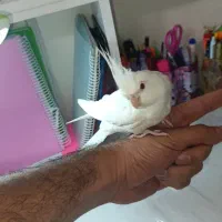 جوجه عروس البینو خالص نر سخنگو بیگ سایز