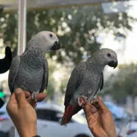 بورس کاسکو . کاسکو سخن گو جوجه اکلکتوس ایران