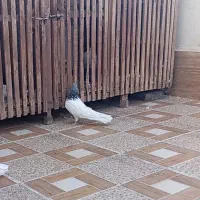 کبوتر|پرنده|نقده, |دیوار