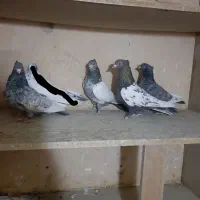 کبوتر ماده و جفتی