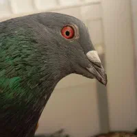 مسافتی|پرنده|سنندج, |دیوار