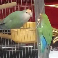 طوطی برزیلی|پرنده|شهر ری, حمزه‌آباد|دیوار