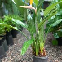 گلخانه اکسیژن|گل و گیاه طبیعی|مشهد, تلگرد|دیوار