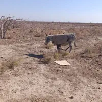 الاغ ماده حامله|حیوانات مزرعه|سیرجان, |دیوار