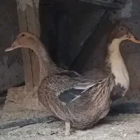 اردک نر و ماده بالغ و یک مرغ کاکلی مینیاتوری|پرنده|بجستان, |دیوار