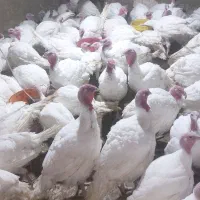 بوقلمون آماده کشتار