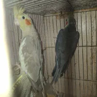 عروس هلندی  نر ماده