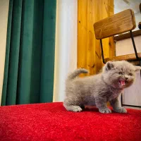 بچه گربه های بلو اصیل|گربه|تنکابن, |دیوار