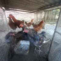 مرغ و خروس فرفری کم یاب