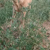 سگ ماده پژدر|سگ|قزوین, |دیوار