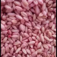 گندم هشترود  بذر اصلاح شده|گل و گیاه طبیعی|کوزران, |دیوار