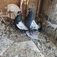 سینه و طوقی|پرنده|قائن, |دیوار