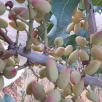 ۵هکتارزمین سنددار پسته ودامداری