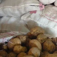 سیب زمینی|عمدهفروشی|نهاوند, |دیوار