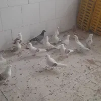 کبوتر های صاف رنگی ناب|پرنده|ابهر, |دیوار