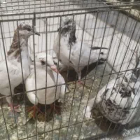 چهار تا کبوتر
