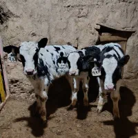 گوساله هلشتاین اصیل  قطع شیر