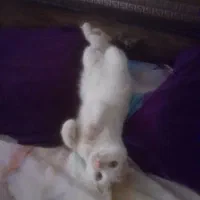 نژاد ترکیش( ۶تمن)