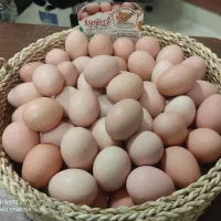 تخم مرغ محلی