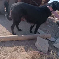 سگ لاس حمال