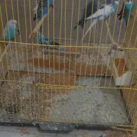 ۷ عدد مرغ عشق|پرنده|جلفا, |دیوار