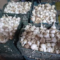 سیر تازه