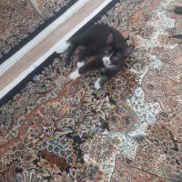 واگذاری رایگان گربه|گربه|نظرآباد, نظرآباد|دیوار