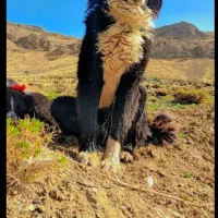 سگ نر|سگ|خوانسار, |دیوار