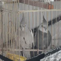 عروس هلندی وایت فیس مولد تظمینی|پرنده|آستارا, |دیوار