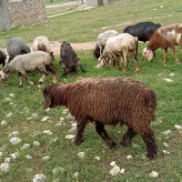 فروش فوری بره