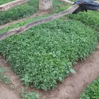 فروش نشائ گوجه فرنگی