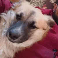 گمشده|حیوانات|کرج, حصارک پایین|دیوار