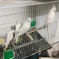 دوجفت البینو مفت مفت