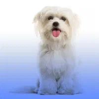 یک قلاده سگ نژاد شیدزو. بسیار باهوش و کوچک