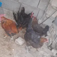 مرغ و خروس محلی